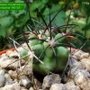 Copiapoa _coquimbana 'pendulina' KK1391 _01